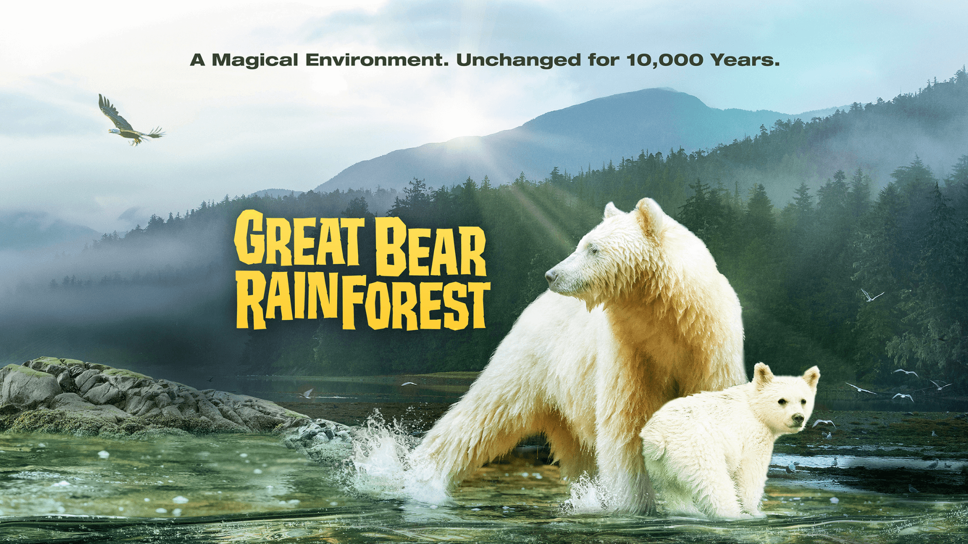 Great Bear Rainforest Movie Poster