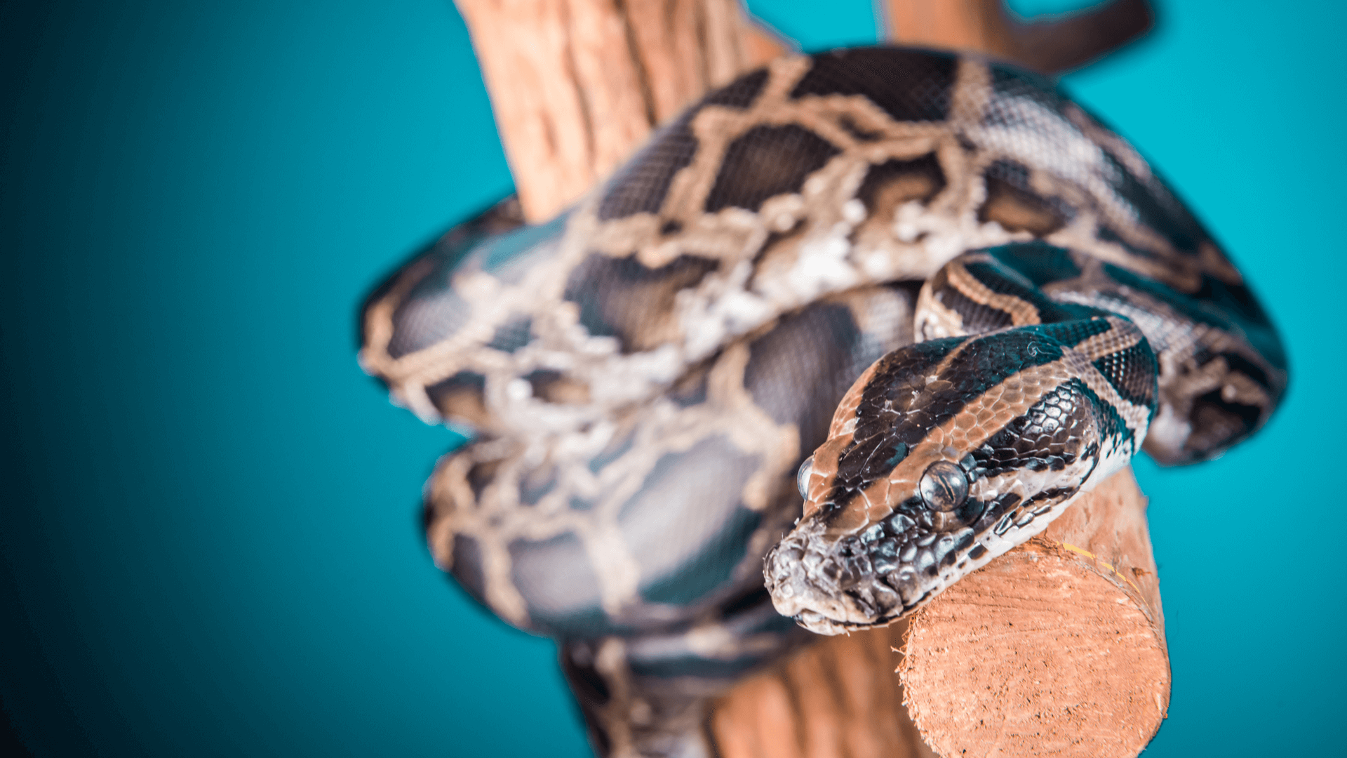 Betsy the Burmese Python wrapped around a branch