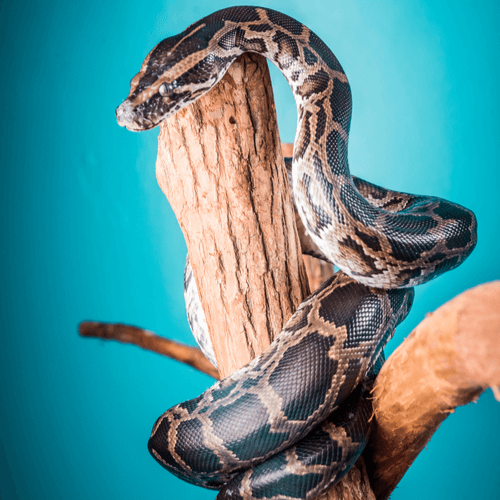 Snake wrapped around a tree branch