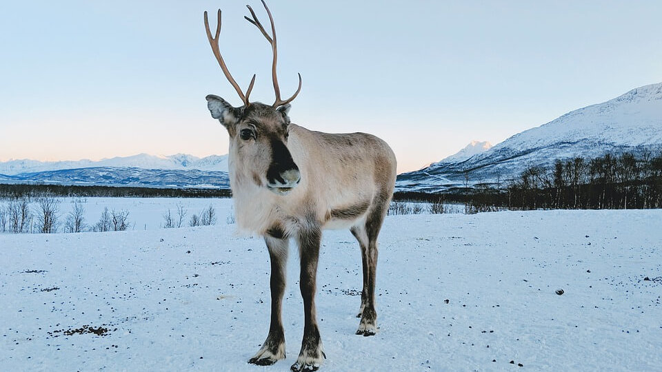 reindeer in the snow