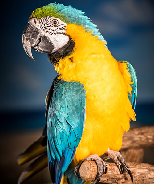 Image of Macaw named Captain in profile