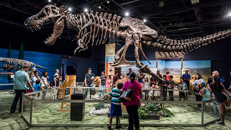 Group of guests all looking at large T-rex skeleton during a live presentation in DinoDigs.