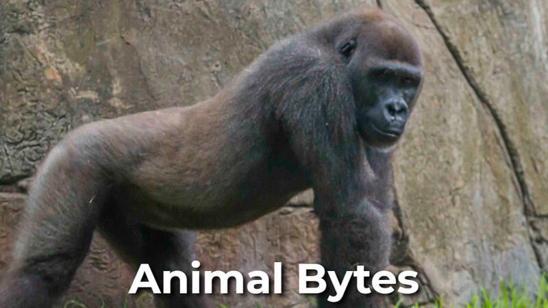 Image of SeaWorld: Animal Bytes Website