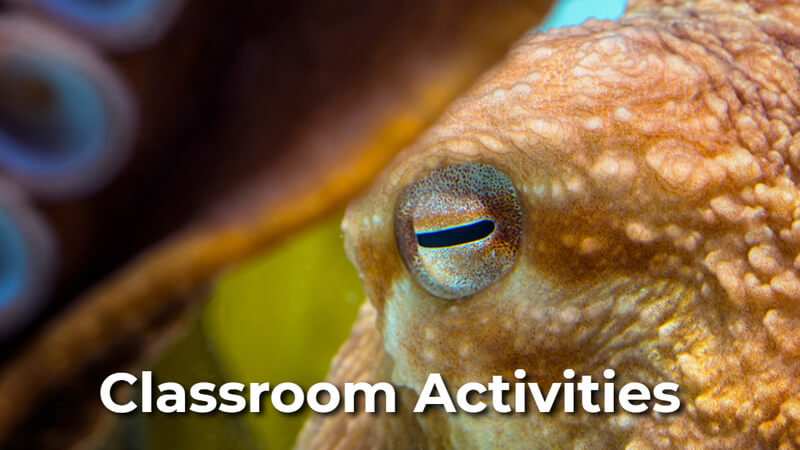 SeaWorld Classroom Activities Website