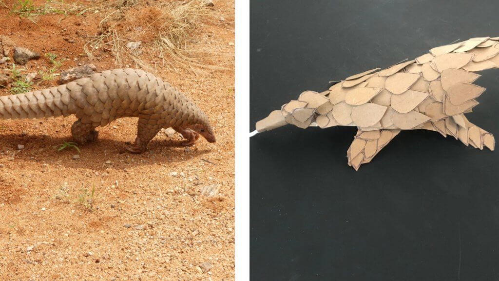 Orlando Science Center Instructions for Cardboard Animals Pangolin