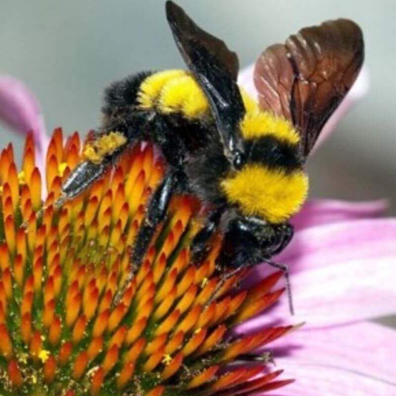 Bee identification-  American bumble bee