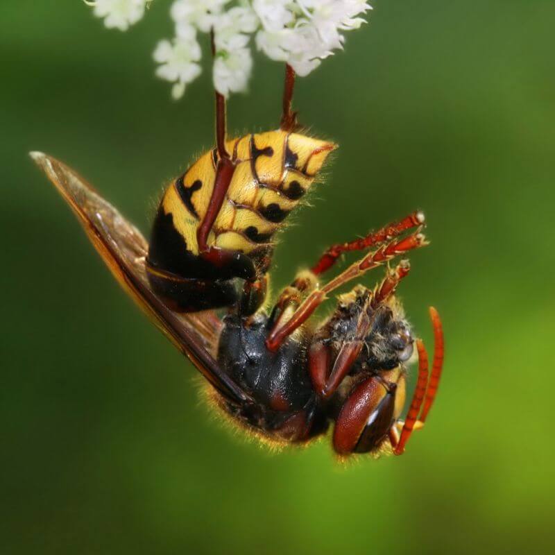 Bee identification- Sweat Bee