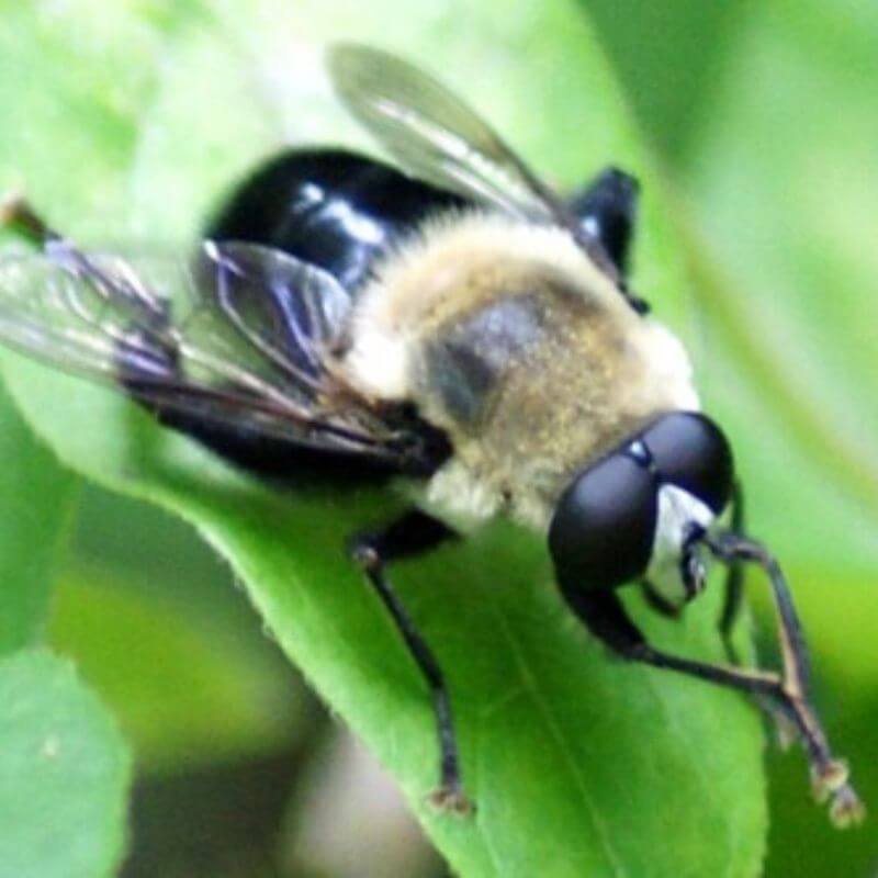 Bee identification- Hover Fly