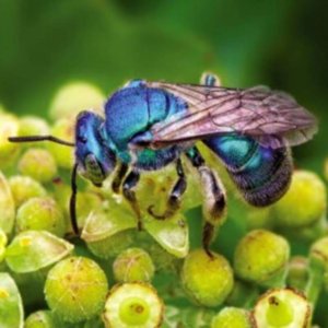 Bee identification- Blue Orchard Mason Bee