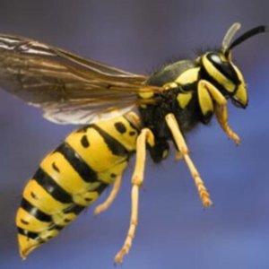 Bee identification- Yellow Jacket