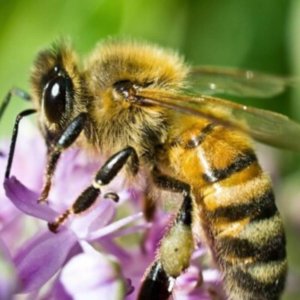 Bee identification- European Honey Bee