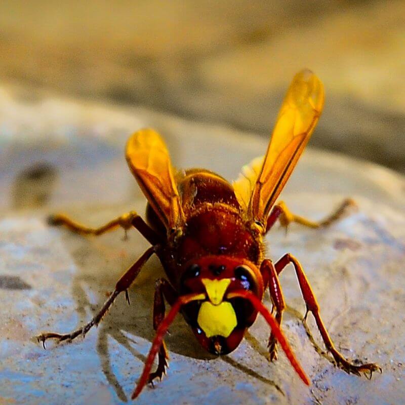 Bee identification- Hornet