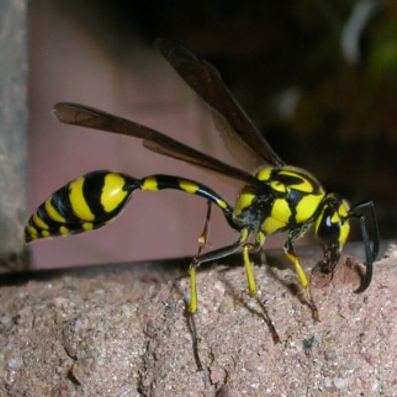 Bee identification- Mud Dauber Wasp
