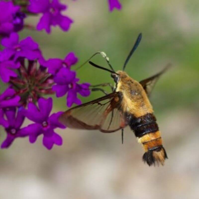 Bee identification- Snowberry Clearwing Moth
