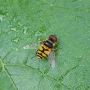 Bee identification- Drone Fly