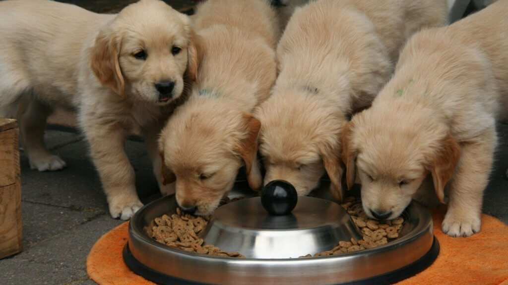 science facts about dogs- dogs eating