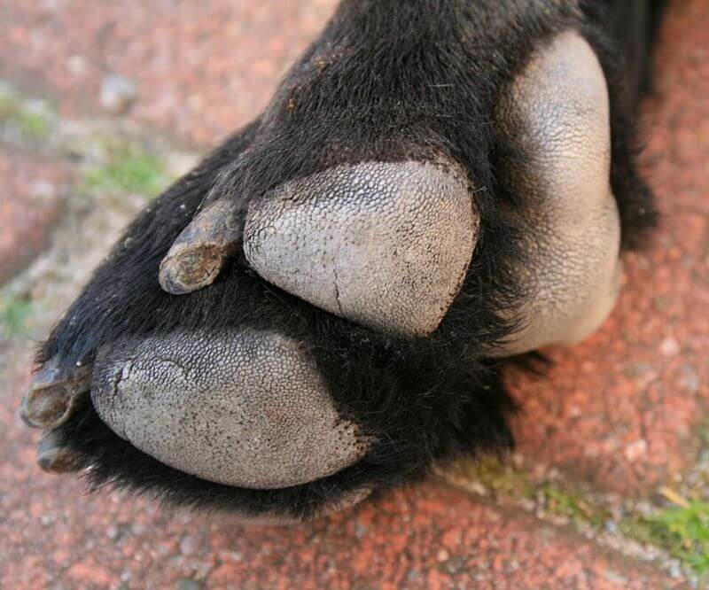 close-up of dog paw