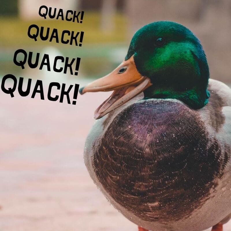 duck quack popular science myths
