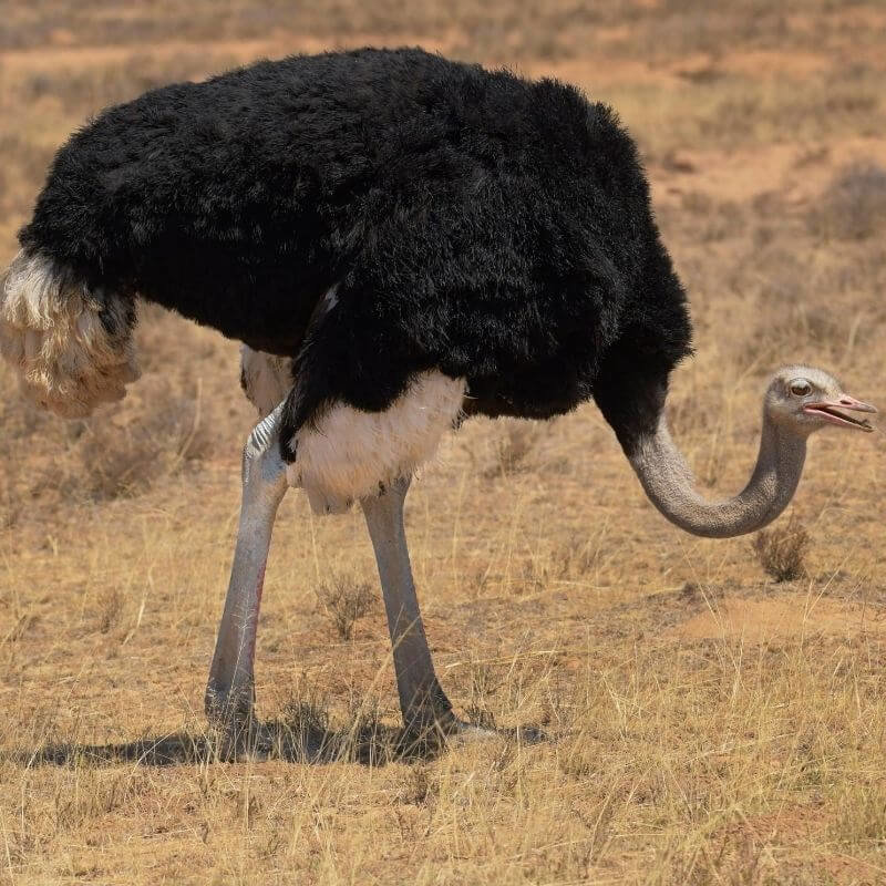 ostrich