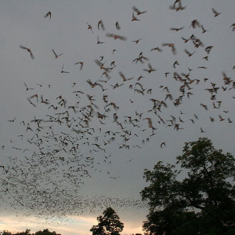 science of sound activity bats flying