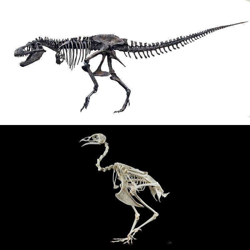 bird and dinosaur skeleton