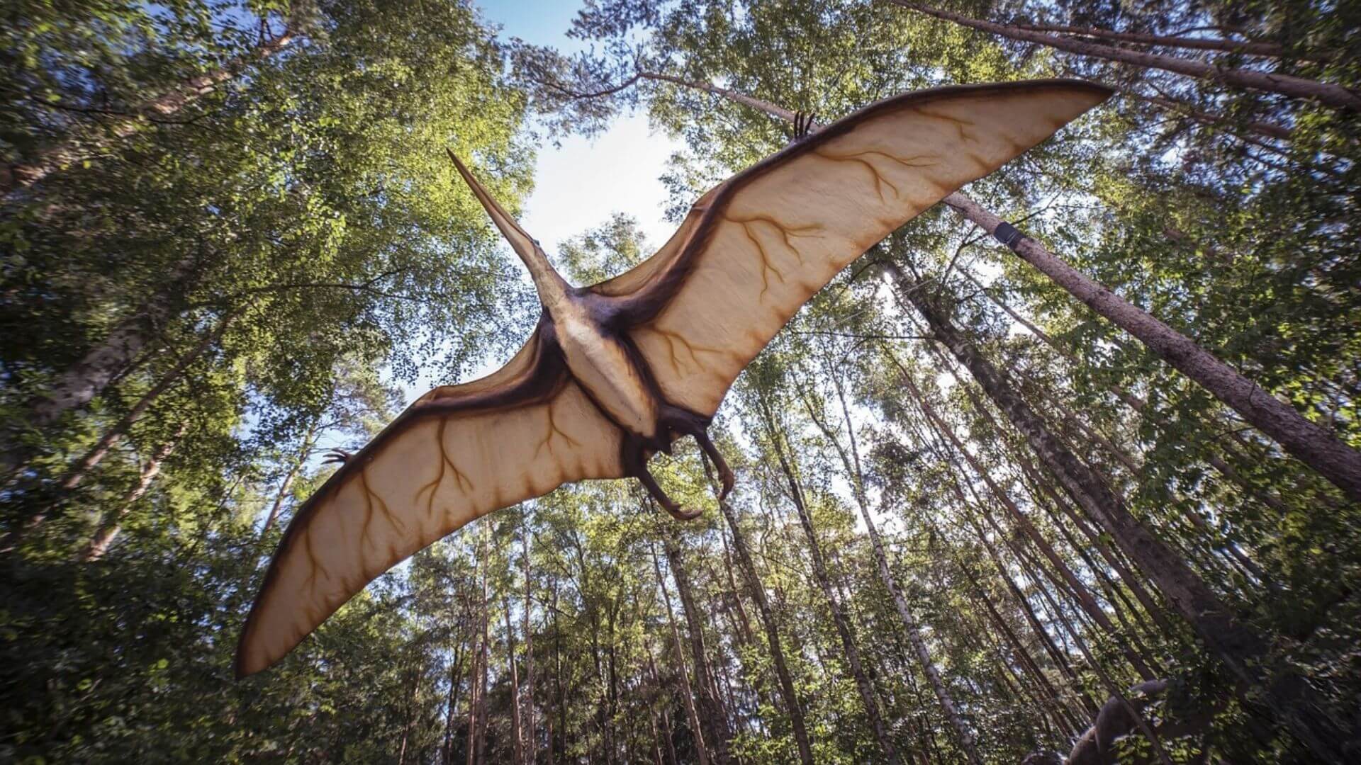 Pteranodon was a giant flying reptile which lived during