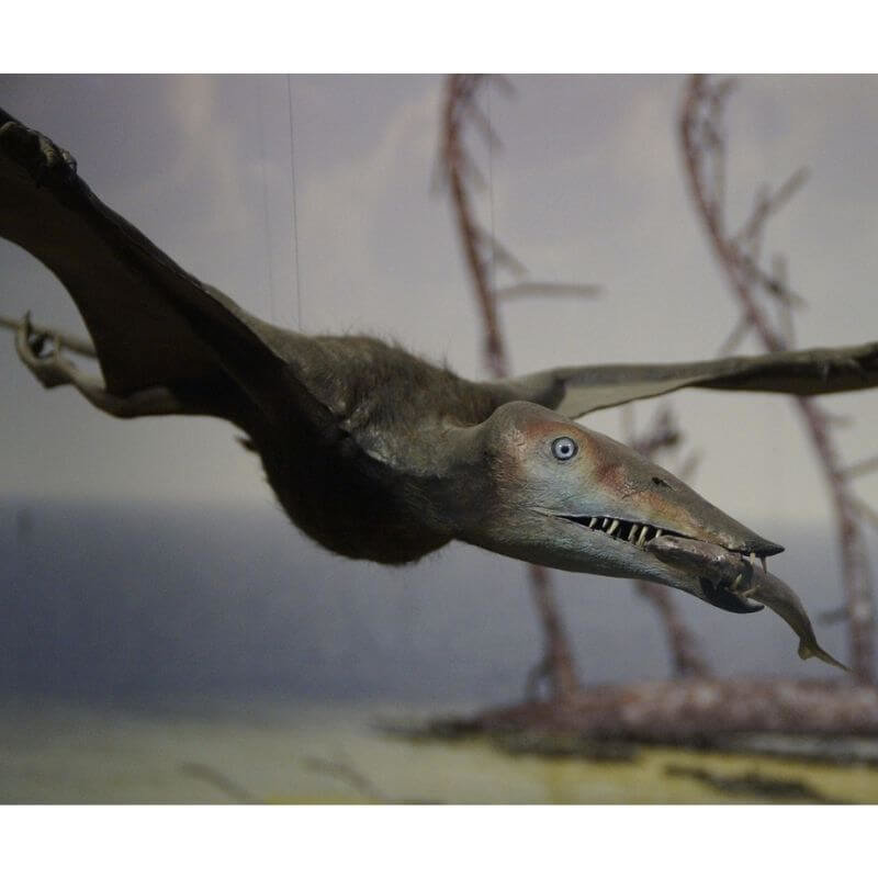 Pterodactyls are carnivores