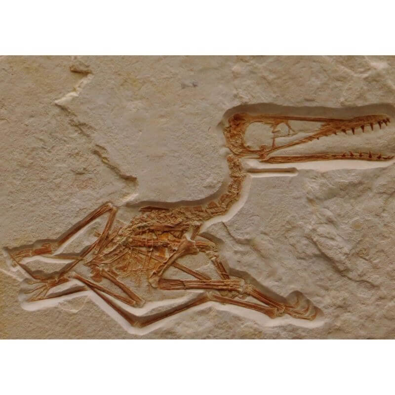 Pterodactyls dinosaur fossil