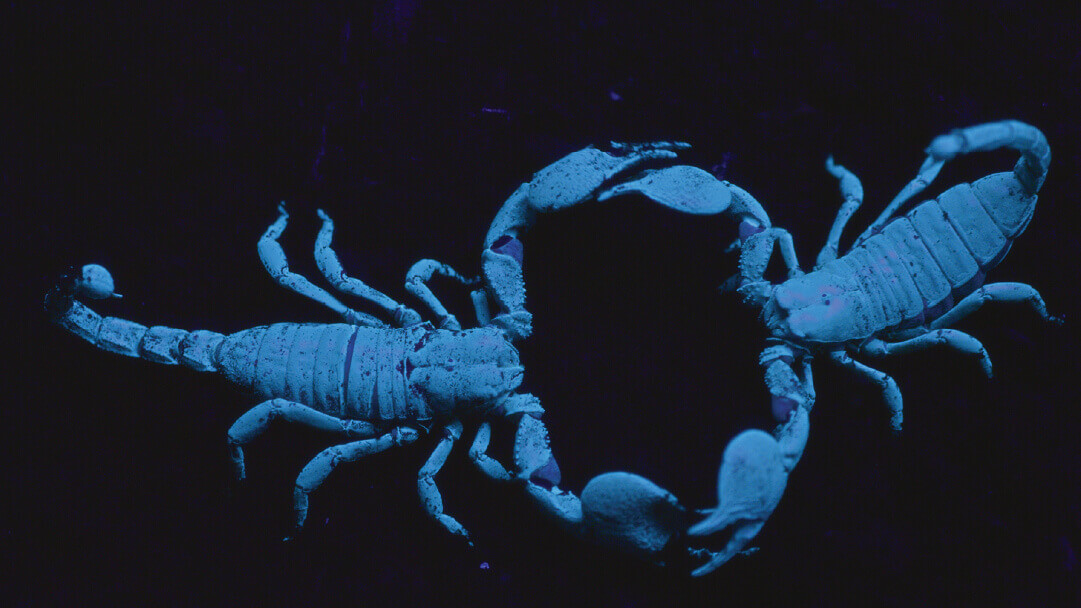Micro Monsters 2D - Two scorpions that glow in the dark face off against each other.