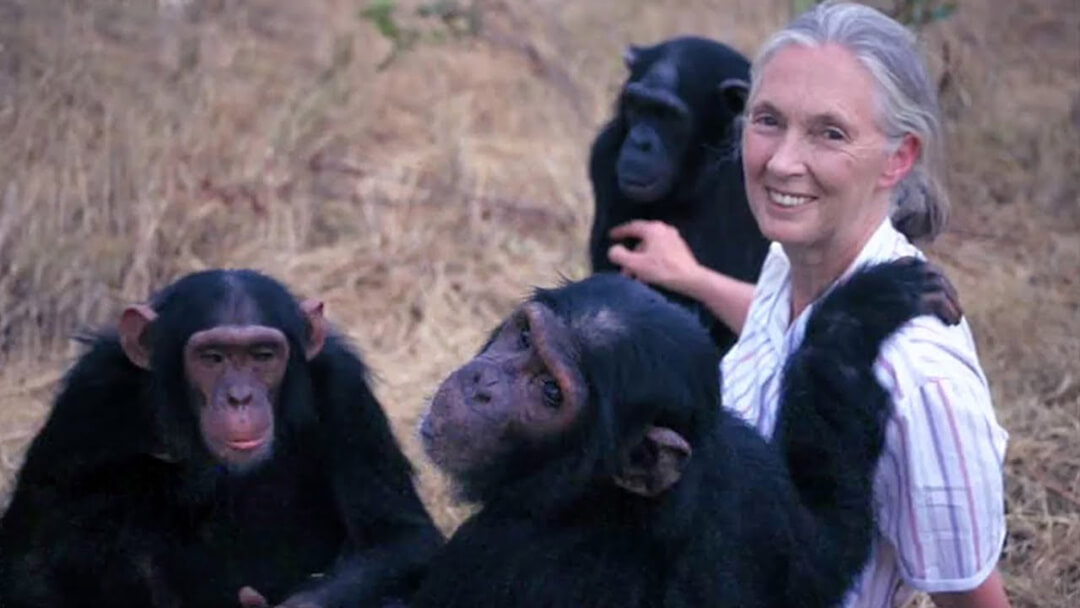 Jane Goodall's Wild Chimpanzees - photo of Jane with three chimpanzees