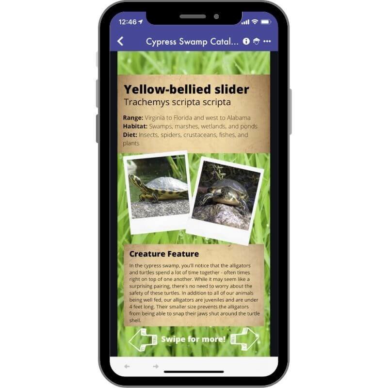 osc app - turtle facts on a phone