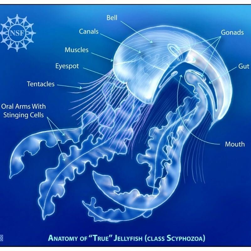 anatomy of a jellyfish