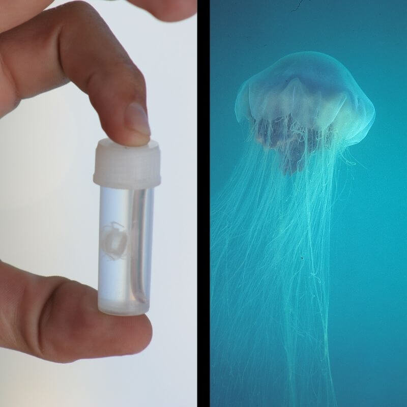 two images: tiny creature in a test tube and a very large one with long tentacles