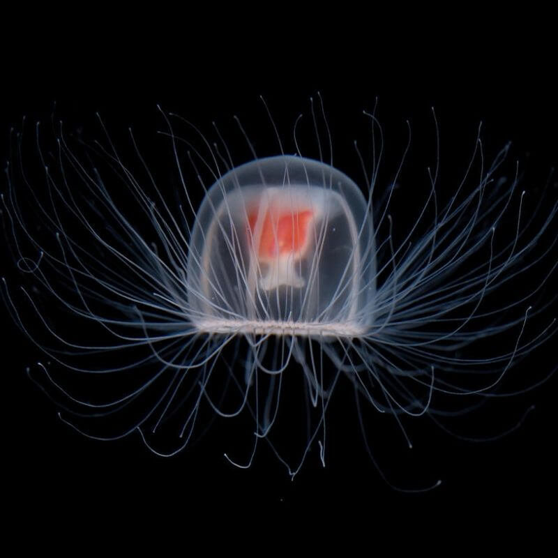a clear jellyfish with a bright red center