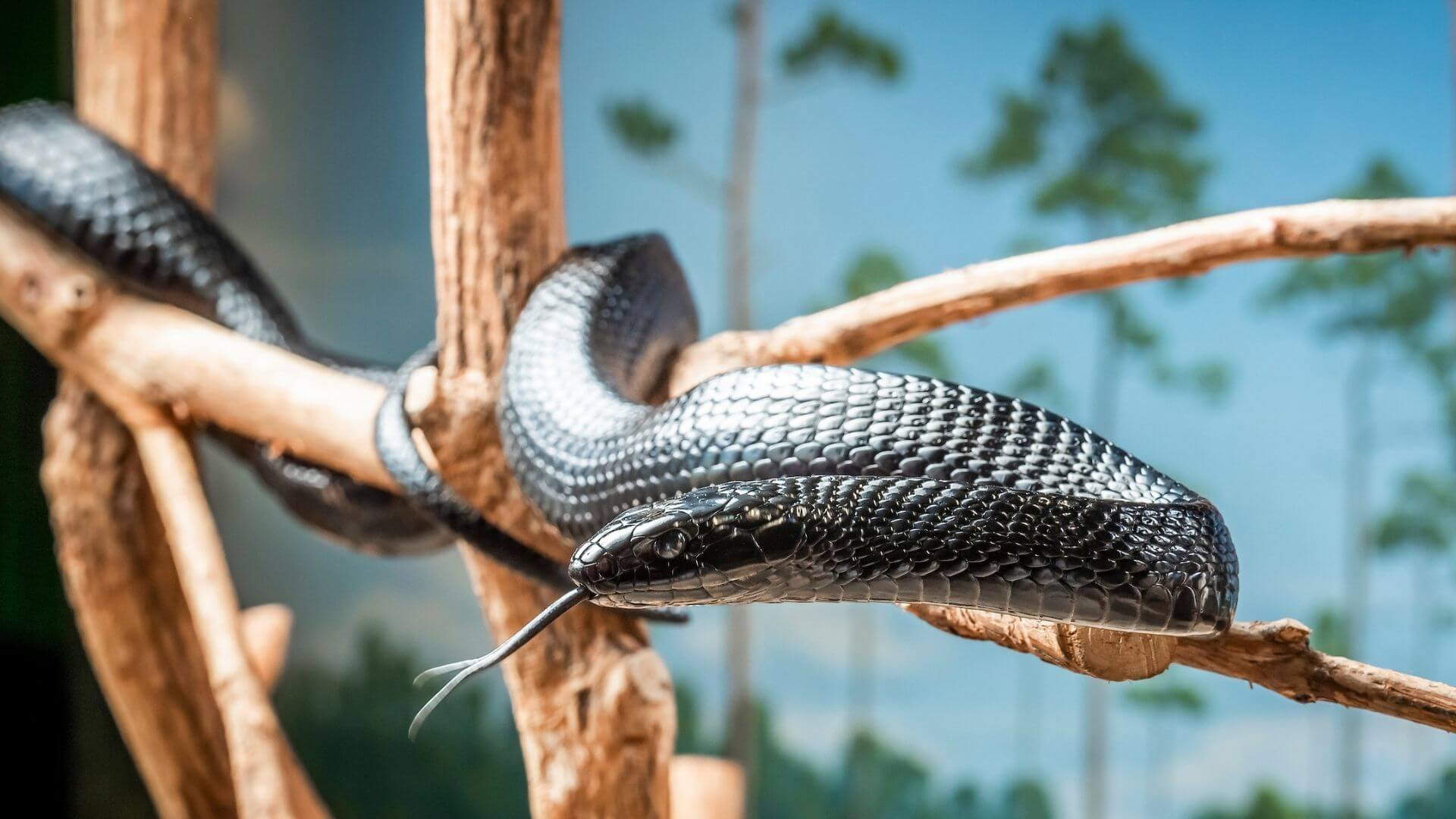 Can snakes be venomous and poisonous?