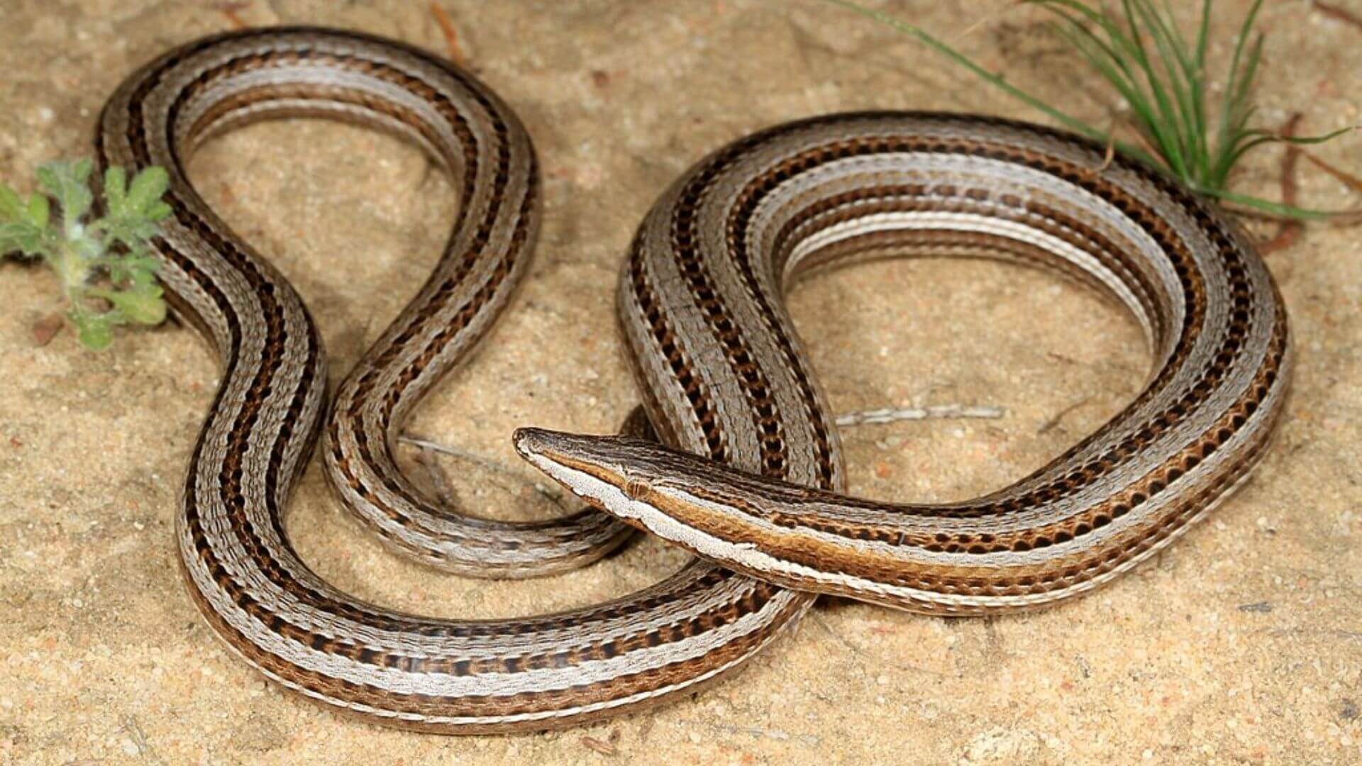 How to Identify a Legless Lizard