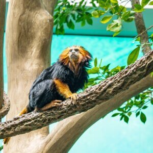 A tamarin monkey on a vine in an exhibit