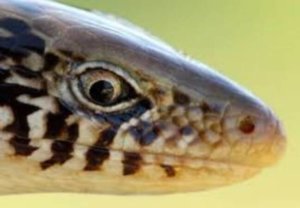 close up of a legless lizard eyes