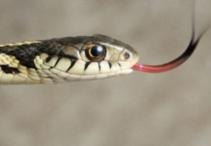 close up of a snake eye