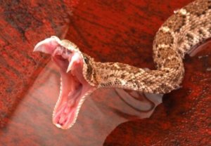 snake jaw