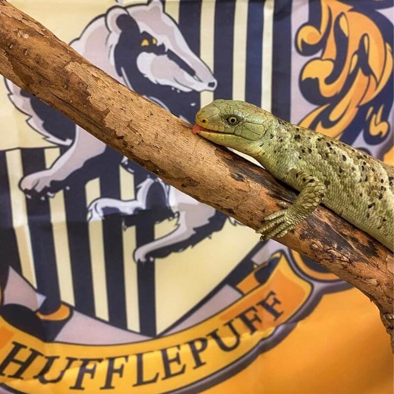 a baby skink on a stick with a hufflepuff flag in the background