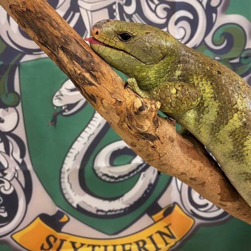 a skink on a stick with a slytherin flag in the background