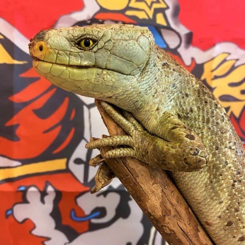 a skink on a stick with a gryffindor flag in the background