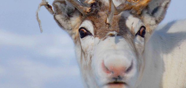 a reindeer with a pink nose