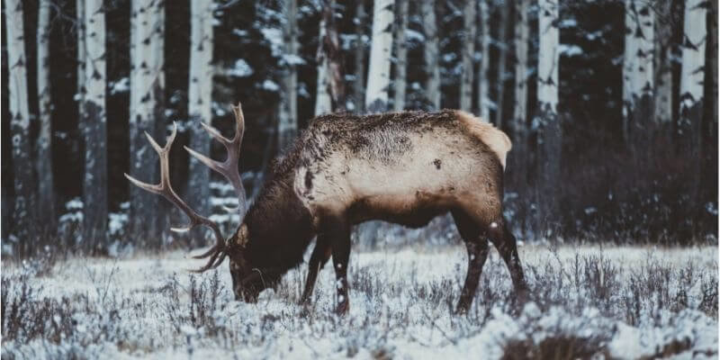a reindeer in a snowy forest