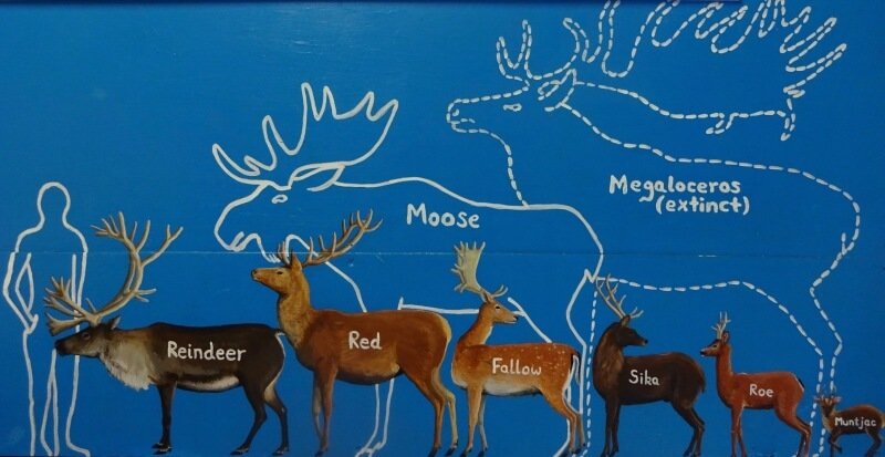 an imgae comparing the size of reindeer, deer, elk, and moose