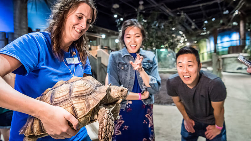 A volunteer holds up a tortoise for guests to get a closer look.