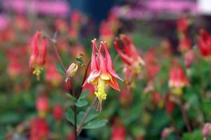 640px-Aquilegia_canadensis_Little_Lanterns_4zz