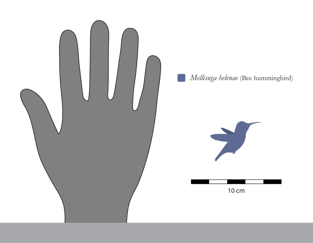 Mellisuga_helenae_Size_Comparison.svg