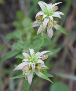 Monarda_punctata_var_punctata_iNat-4780298